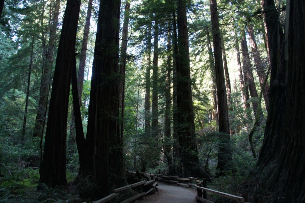 Read more about the article Sausalito and Muir Woods – USA