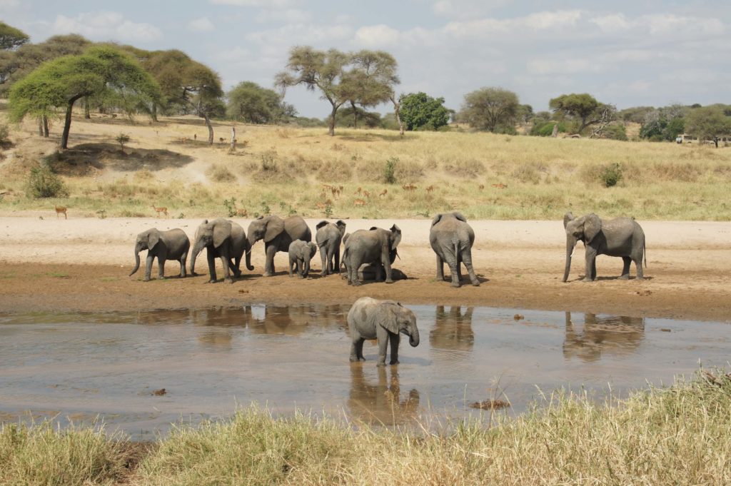 Read more about the article Tarangire and Ngorongoro – Tanzania