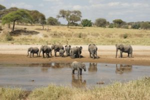 Tarangire and Ngorongoro - Tanzania